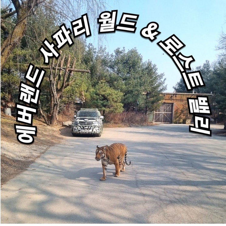  용인 에버랜드, 사파리, 로스트밸리 (입장권 할인 꿀팁) 아이와 함께 추천