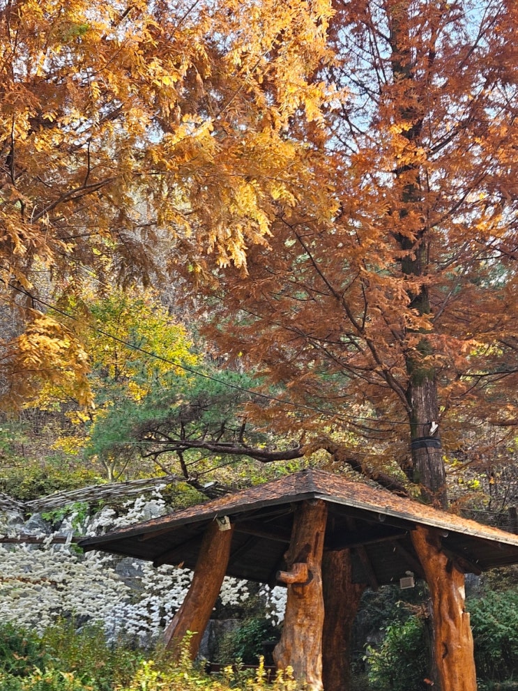  [파주] 가을 반나절 캠핑 (동화힐링캠프 캠핑장, 9시간권)