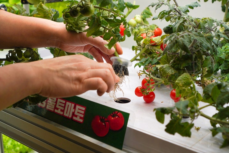  노원 키팜 아이와 함께하는 이색체험 가드닝 카페 묘종구입