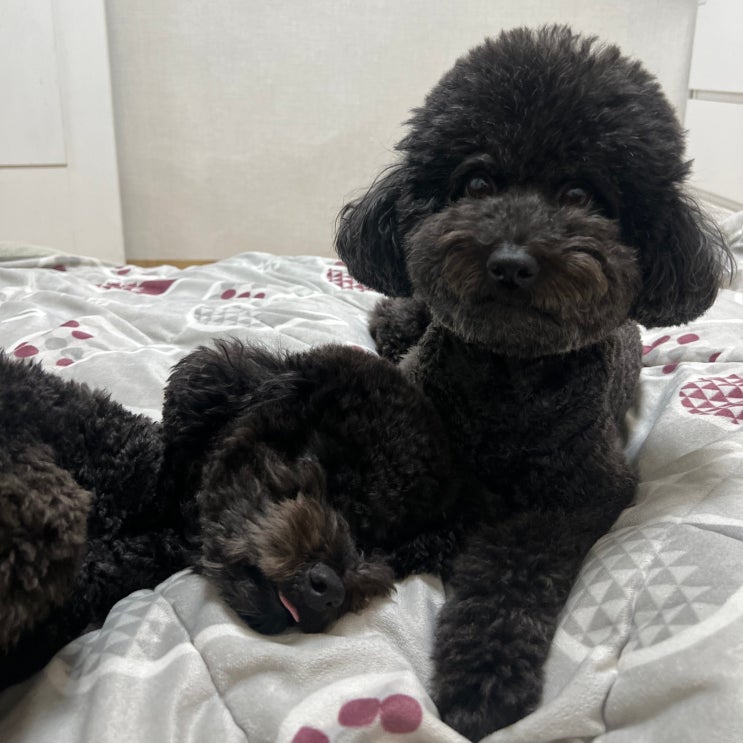  겨울철 강아지 정전기 관리 방법