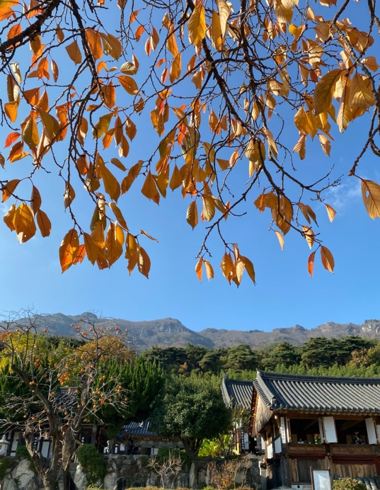 부산근교 가을 단풍 : 양산 통도사 (극락암, 서운암)