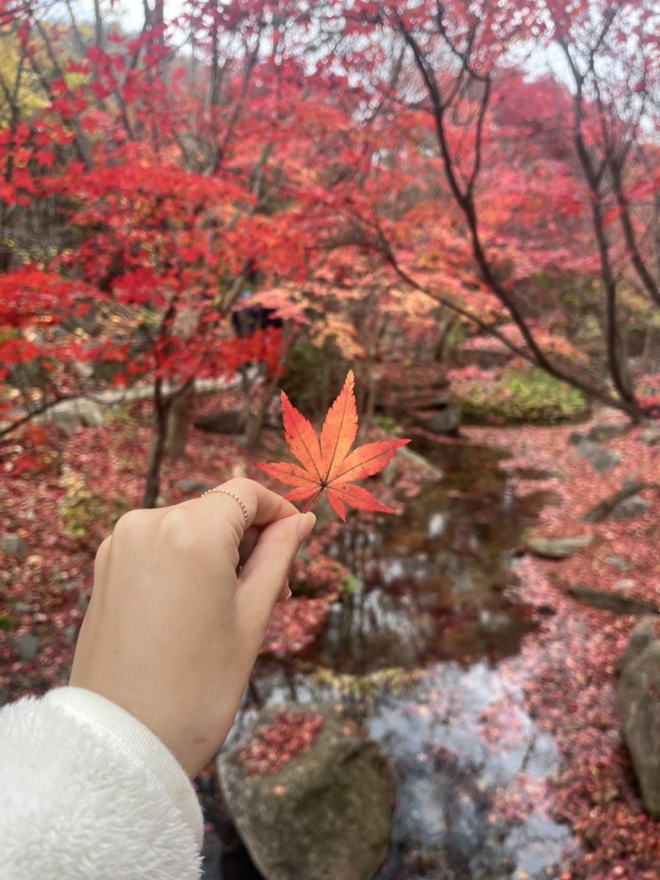  가을이었다(부제: 이제 왔나 싶었는데 벌써 가버리는 가을 기록)
