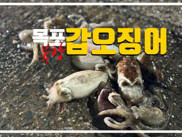  목포 갑오징어 포인트 북항 편 2시간 짬낚 10마리