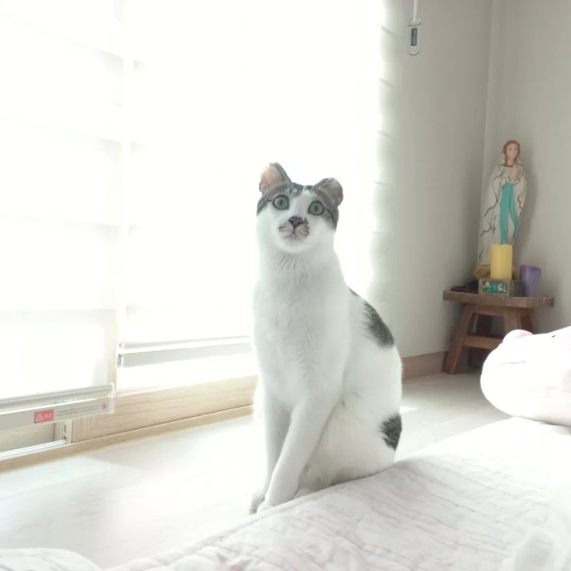 고양이 꿈을 꾸고 해몽을 찾아봤어요