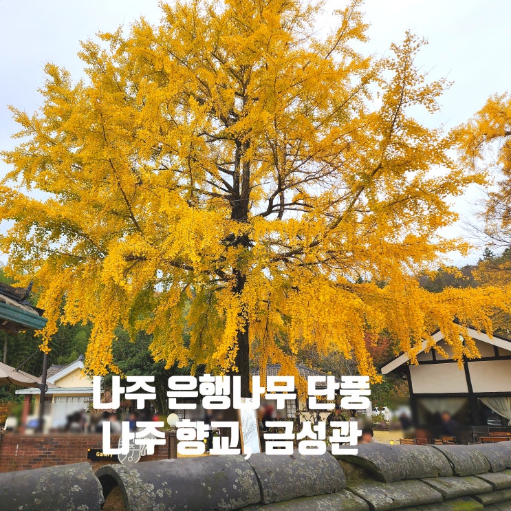 〔전남나주〕나주 금성관 쌍자매 은행나무 단풍 상황 24.11.17-나주 향교 은행나무-나주 벼락 맞은 팽나무-나주 은행나무