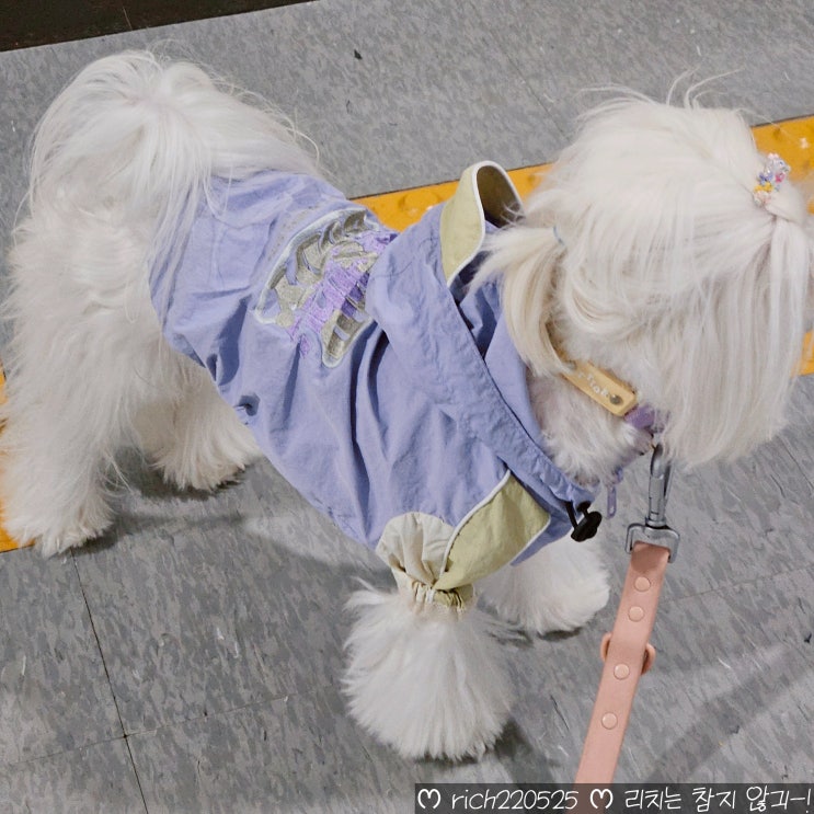  마틴게일 강아지 목줄 띠오르 반초크 소형견 후기