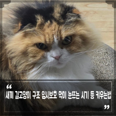 길고양이 구조 새끼 고양이 임시보호 냥줍 눈 뜨는시기 먹이 키우기 방법
