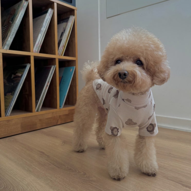  강아지의 올겨울 필수템. 실내복으로 입을 수 있을 정도의 편안함  허그베어 폴라티