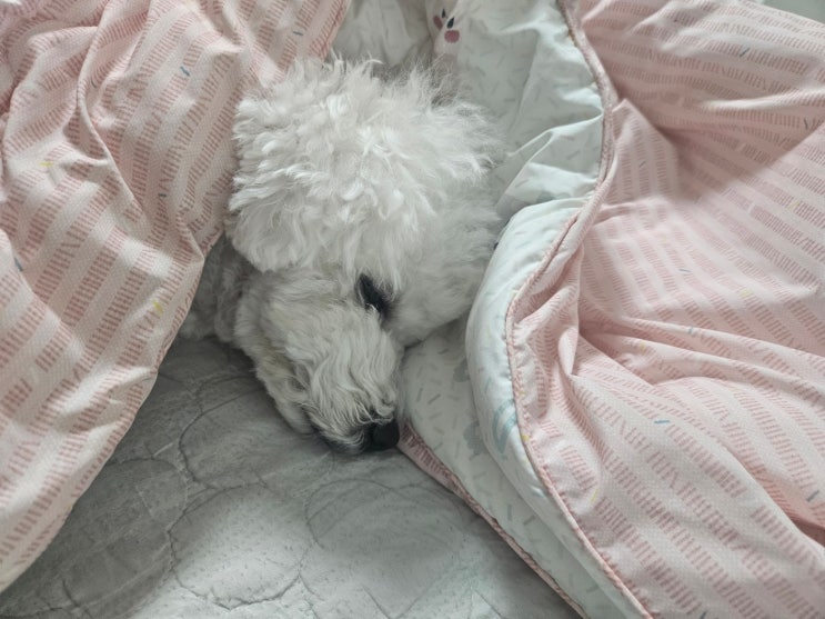  우리 강아지 추운 걸까?