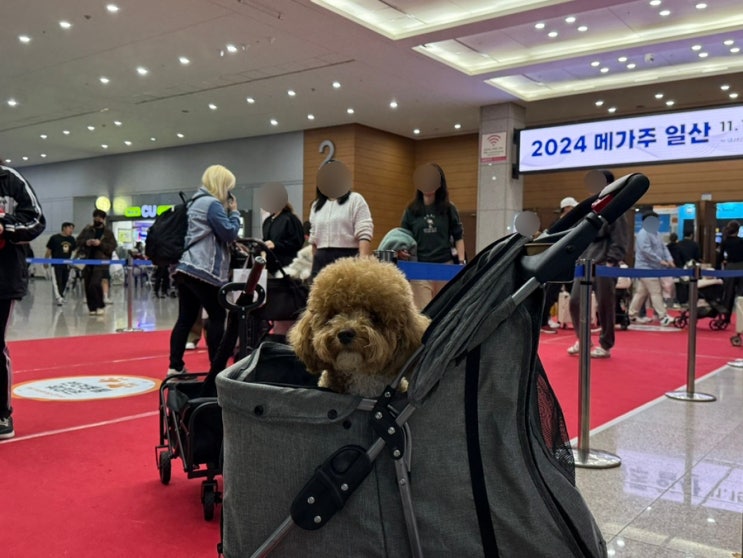  2024 메가주 일산 킨텍스 오픈런, 주차요금, 먹거리 내돈내산 브랜드