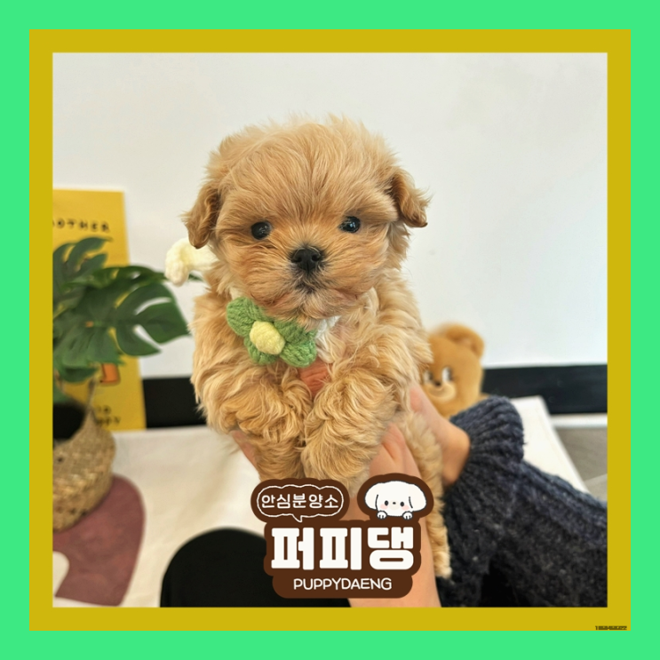  음성토이푸들분양 마음을 뒤 흔드는