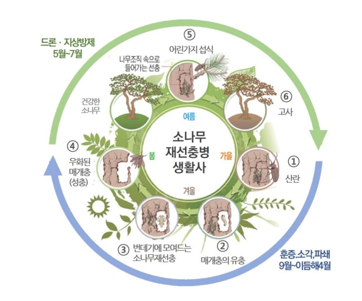  [글로벌우드]_소나무에 치명적인 재선충병