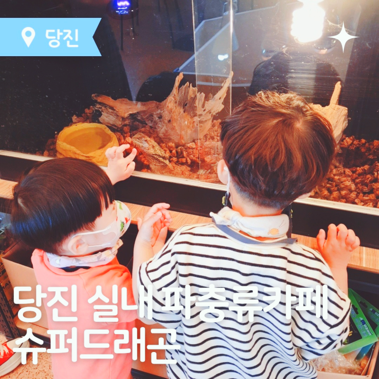  당진가볼만한곳 슈퍼드래곤에서 파충류와 함께하는 이색체험