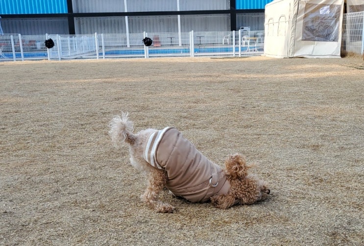 강아지 글램핑 운동장