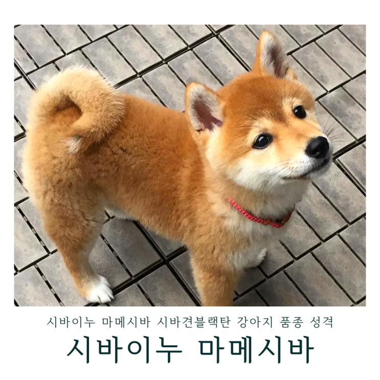 시바이누 마메시바 시바견블랙탄 강아지 품종 성격 시바견털빠짐