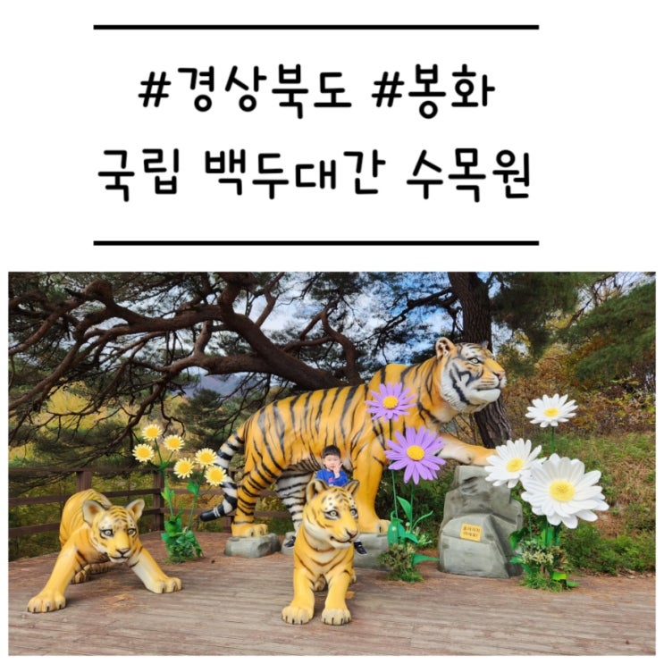  [경북/봉화] '국립백두대간수목원' 호랑이 숲, 트램, 놀이터를 모두 갖춘 아이들의 천국