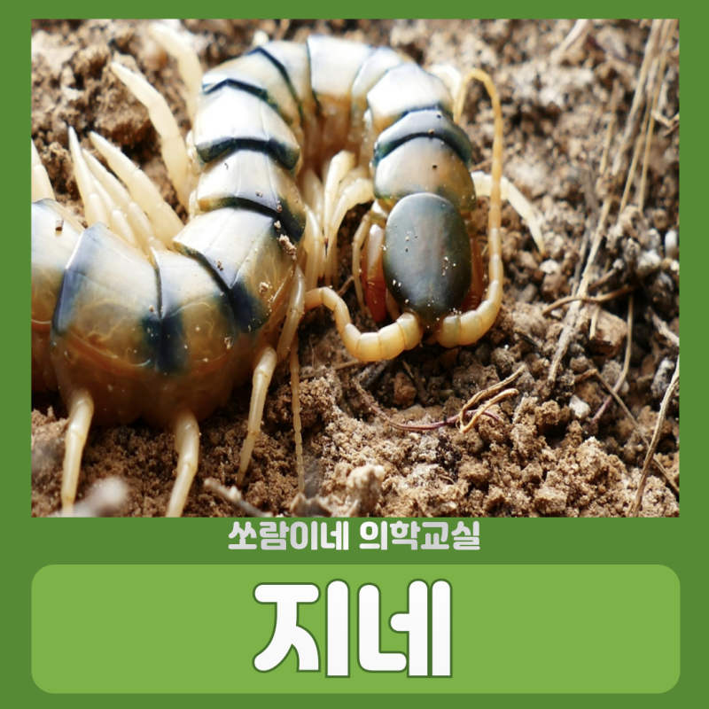 지네 물림 자국 증상 병원 약 응급처치