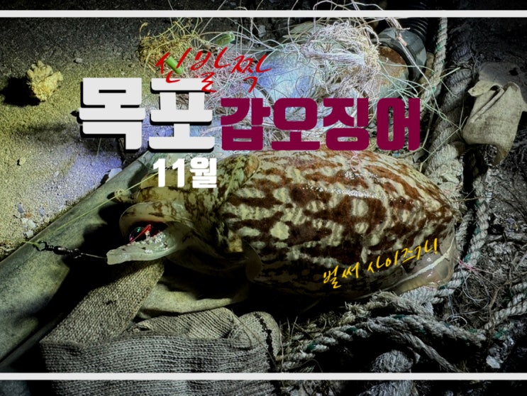  목포 갑오징어 워킹 낚시 11월 이제는 신발짝 나오기 시작