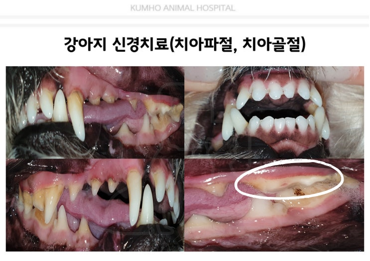  광주 강아지 치과 - 7살 강아지의 치아파절(치아 골절)로 인한 신경치료 후 레진 Case [광주 치과 동물병원, 강아지 스케일링, 고양이 스케일링, 강아지 신경치료]