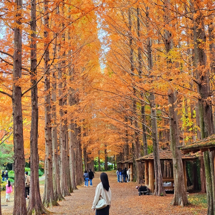  경상남도수목원 경남 단풍 명소 11월 가볼만한 곳