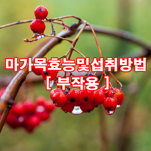  마가목효능 및 섭취방법 [ 부작용 ]