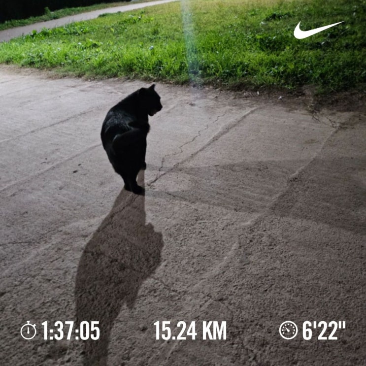 [챌린지] 매일 10km 러닝 챌린지 1196일 차