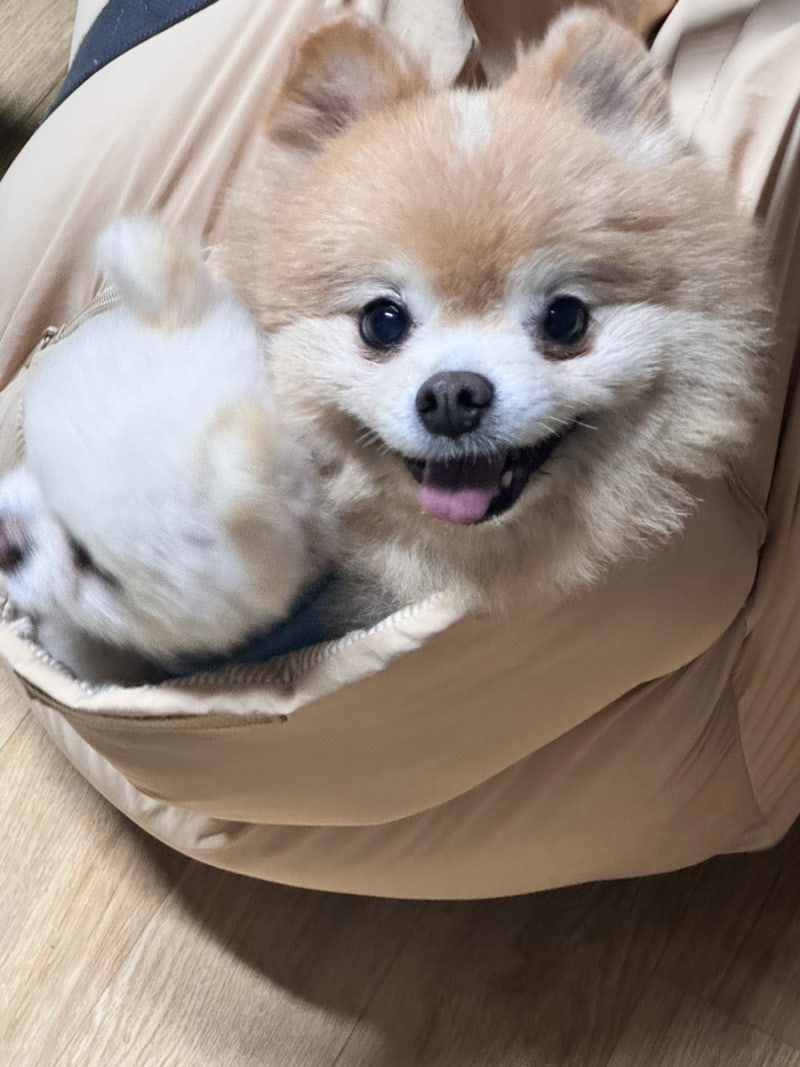 부산강아지 24시 애견미용 호텔 유치원 도그드림 서면점