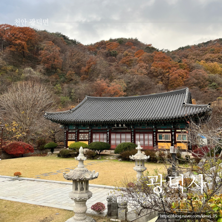  천안 근교 가볼 만한 곳 광덕사 호두나무 시배지 드라이브 산책 추천