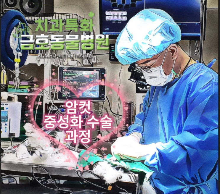  광주 암컷 중성화 수술 과정 [광주 서구 치과 동물병원, 금호동 동물병원, 금호동물병원]