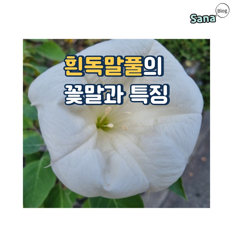  흰독말풀의 꽃말과 특징
