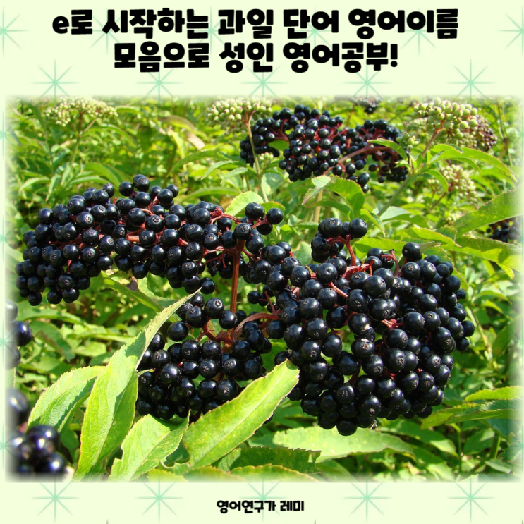 e로 시작하는 과일 단어 영어이름 모음으로 성인 영어공부! e로 시작하는 과일 단어 영어이름 모음으로 성인 영어공부!