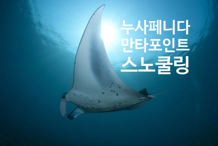  누사페니다 여행 만타포인트 스노클링 투어