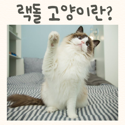 렉돌 고양이 가격 성묘 랙돌 고양이 수명 종류 특징
