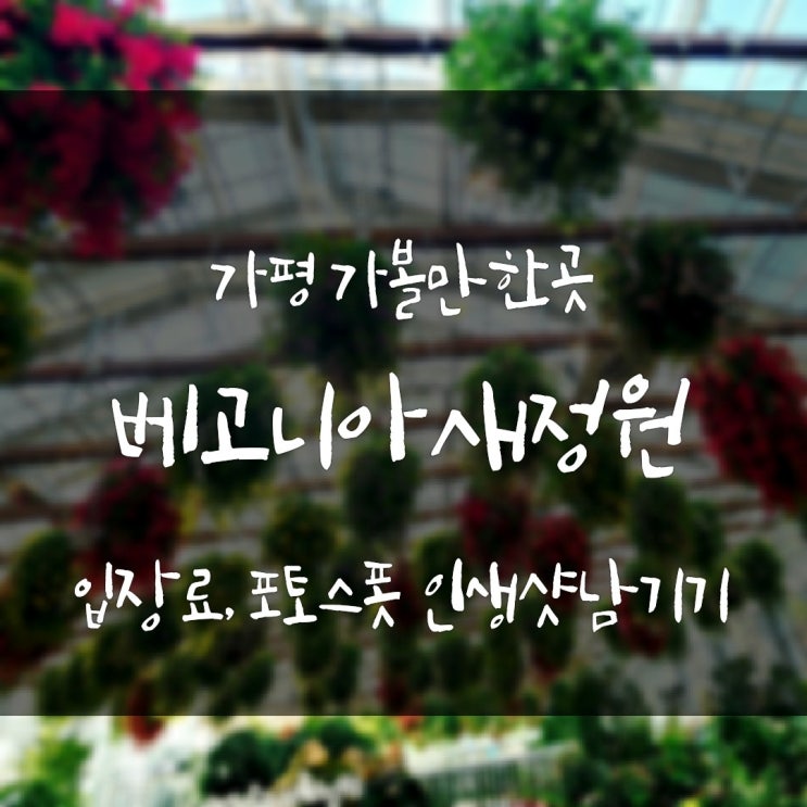  가평베고니아새정원 방문 후기, 알뜰한 할인팁과 포토존 인생샷남기기