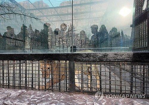 <b>푸틴</b>, 北 평양동물원에 <b>사자</b>·불곰 등 70여마리 선물