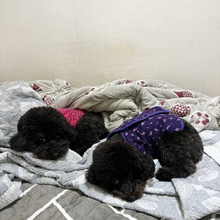  강아지 전기장판 써도 될까? 저온 화상 주의