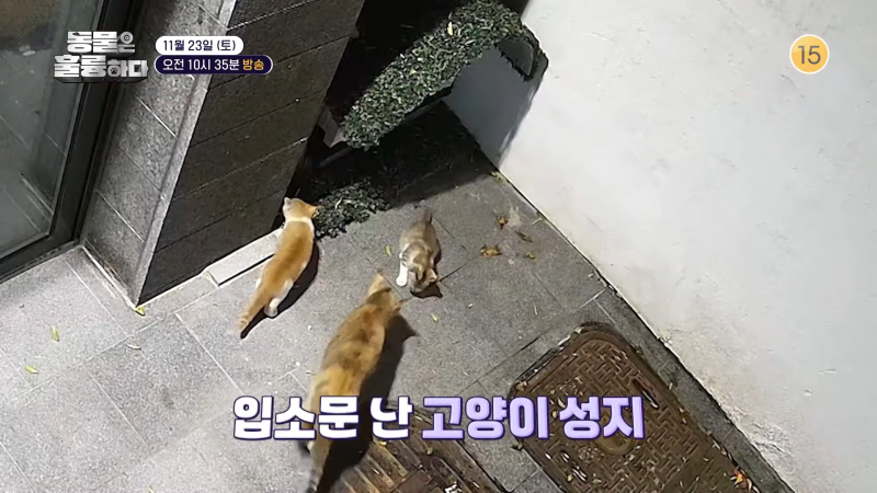 KBS 동물은 훌륭하다, 띵동~ 맛있어서 ‘또 놀러 왔어요’밥집 단골손님 길냥이 치순이의 갑....