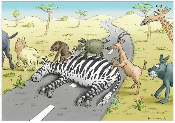  Zebra Crossing