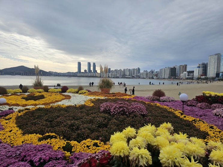  부산 광안리 가볼만한곳 민락해변공원 국화꽃 국화축제
