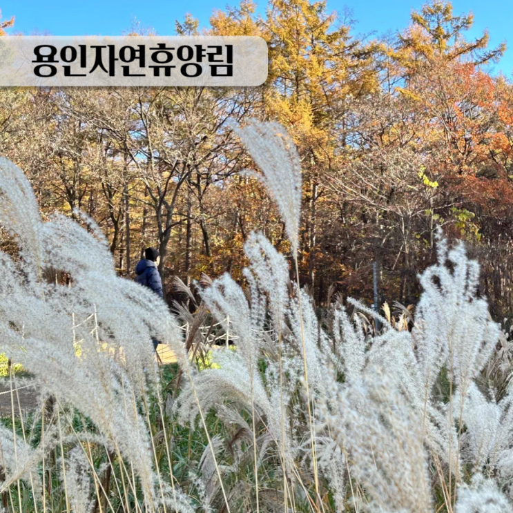  용인가을여행 자연이 주는 힐링 용인자연휴양림