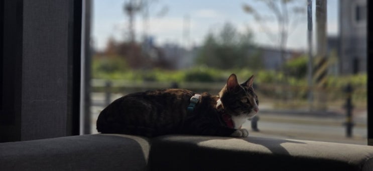  고양이 윌리 1차 접종 후기