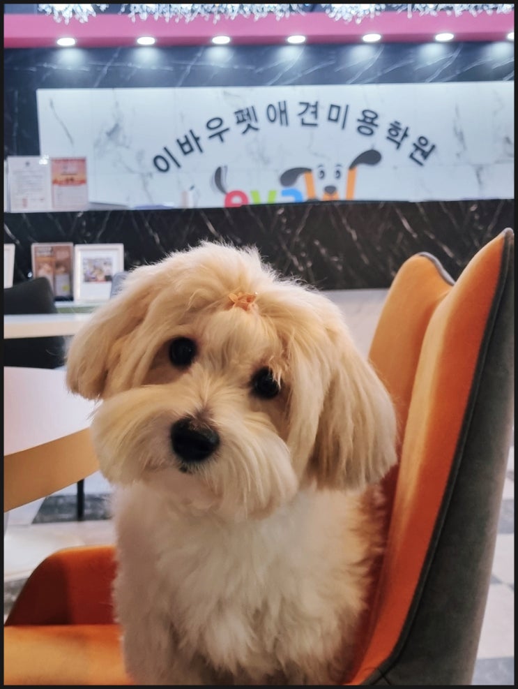  일산 애견미용학원 수강생은 인턴,견습생을 하지 않아요