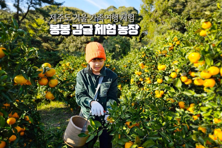  제주 서귀포 감귤 체험 추천 가족여행 귤따기 봉봉감귤체험농장