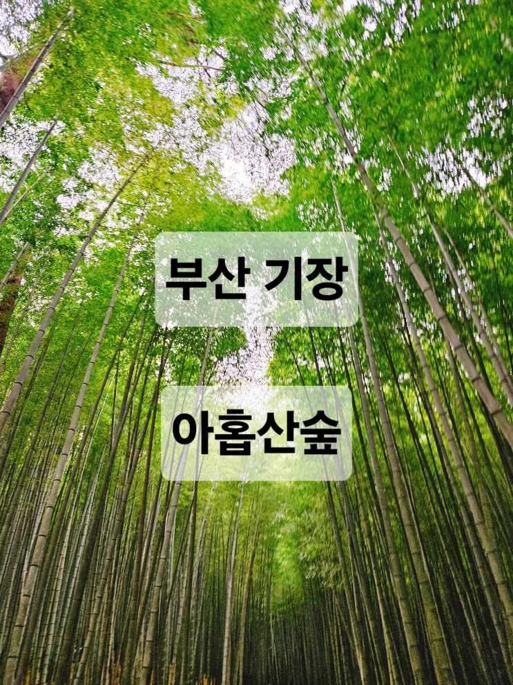  부산 기장 웅장한 대나무숲에서 자연을 만끽할 수 있는 곳  아홉산숲