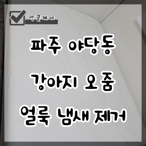  매트리스 강아지 오줌 흔적 얼룩 냄새 제거 파주