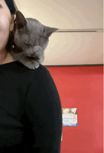  일본 삿포로 고양이 카페 cat cafe mewkies