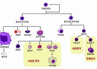 면역 체계 개요
