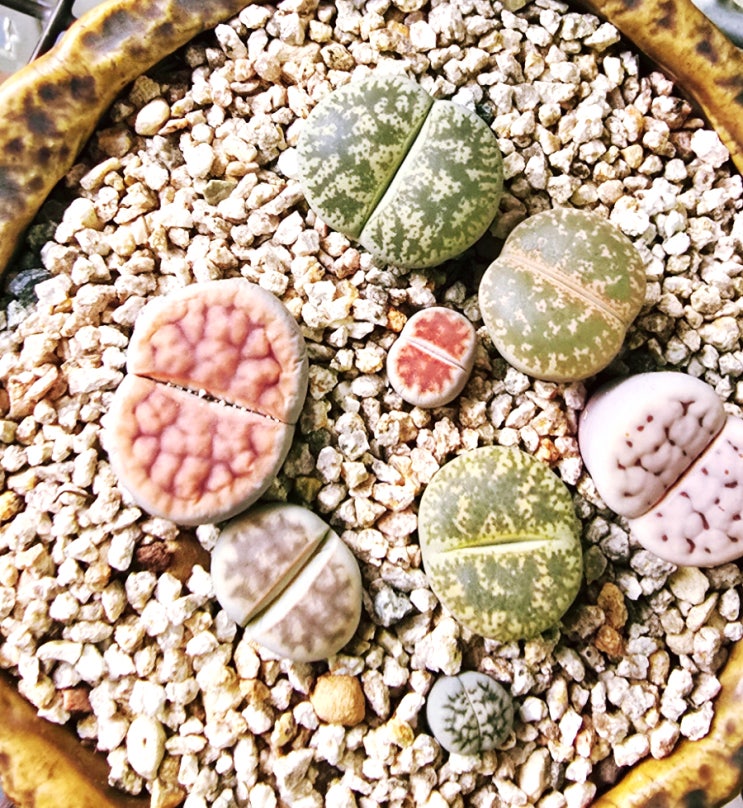  20241121 오늘은 리톱스모듬~~