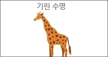  기린 수명 기린 혀 기린 먹이 상식 참고하세요