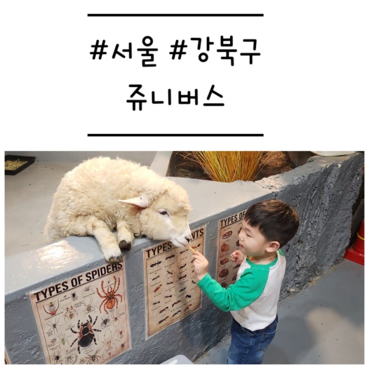  [서울/강북구] '쥬니버스' 비 오는 날 아이와 가볼 만한 서울 동물 체험 카페